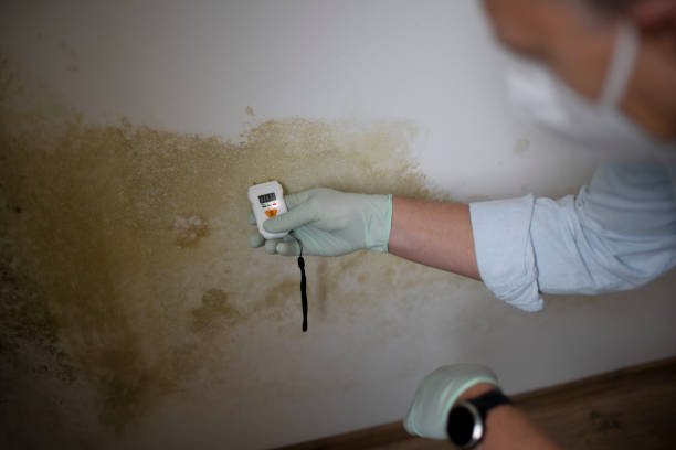 Best Best Mold Removal Companies  in Country Club Hills, MO